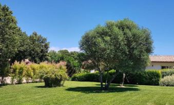 a large , well - maintained yard with lush green grass and a variety of trees , including olive trees , in the background at Poisson Rouge