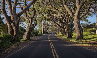 a tree - lined road with a yellow stripe down the middle , surrounded by tall trees on both sides at The Old Wailuku Inn at Ulupono