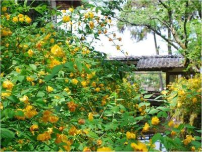 ホテル周辺 サンメンバーズ京都嵯峨の写真