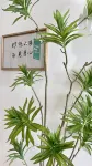 歸心·嶼宿（南門灣雙面海店）