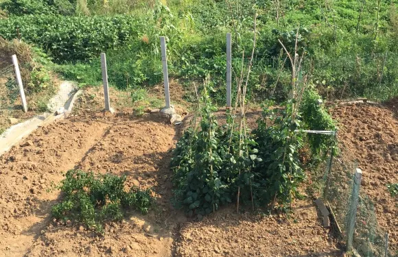 來安鄉間風光民宿