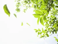 Nanjiang Guangwushan Town Yunwu Home Farmhouse