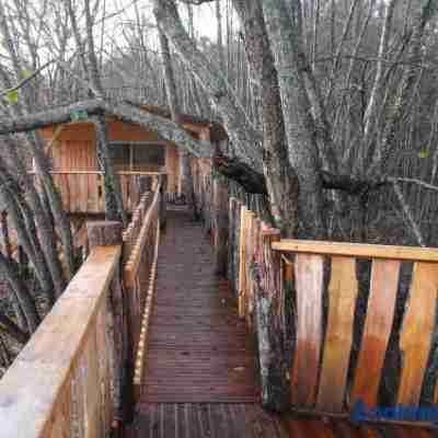 Cabane des cerfs Others
