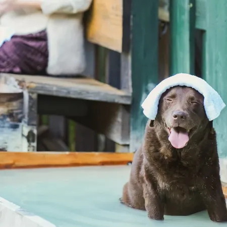 Hakone Gora Guam Dog