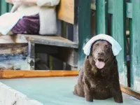 Hakone Gora Guam Dog