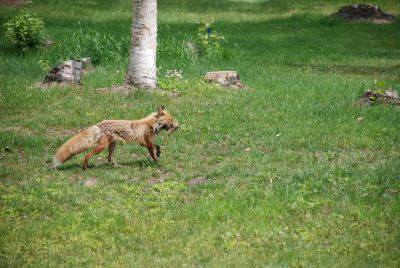 その他 湯元ニセコプリンスホテルひらふ亭の写真