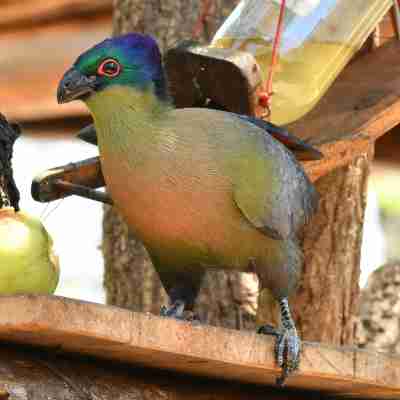 Bona Ngwenya Lodge & Safaris Rooms
