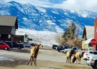 Park Hotel Yellowstone - parking