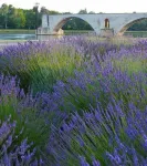 Charming Apartment / Historical Center Avignon / 200m Palace of Popes/AC