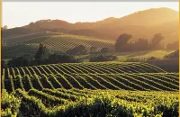 Healdsburg Cottage  Walk to the Plaza, Workspace