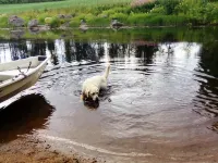 Sillankorva Hotels in Lapinlahti