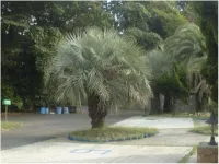 Mandarin Island Hotel