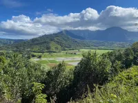 Hale Cassia