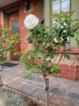 Adelaide Style Accommodation-Getaway in North Adelaide- Close to City Hotels in North Adelaide