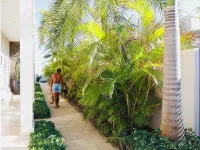 Palapa Suite # 5, walk to Eagle Beach Hotels in Eagle Beach