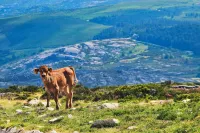 "Forest House" in Branda da Bouça dos Homens Hotels in Gavieira
