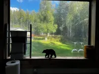 Cozy dry cabin in fabulous Fairbanks. Pets welcome, please read description.