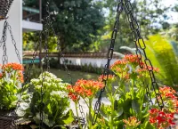 Casa Jacaranda Hotel Boutique Cauca Viejo - Mayores de 14 años -