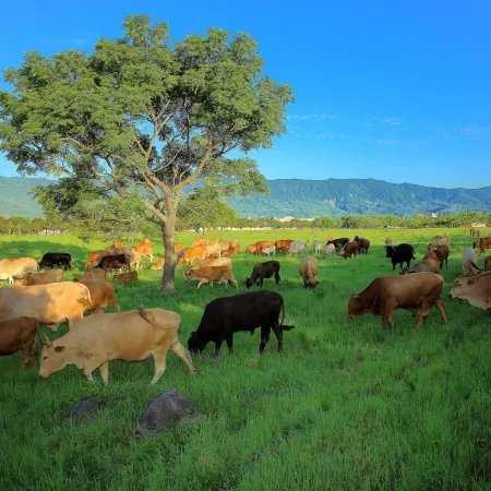 Chinshang Pastoral Farm Resort Отели рядом с достопримечательностью «Haiduan Bunun Tribe Folk Museum»