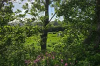 Yurt Sleeps 5 - Dogs Welcome - Bbq - 2-Star
