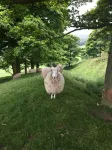 Charming Barn in Hope Valley - The Heart of the Peak District.  Sleeps 7 - Wi-Fi