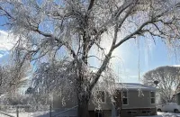 The Willow Tree