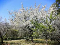 Appartamento Idillico in una Villa Toscana del Xviii Secolo