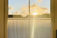 House cormorant - little seagull