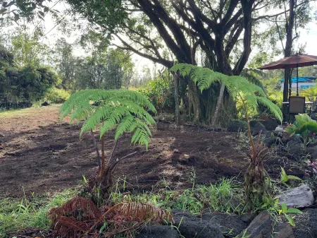 Cozy cabin under majestic banyan tree