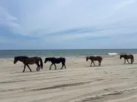 Exceptional Location - New Luxury Villa Steps Away from the Beach and Pool Hotels in Corolla