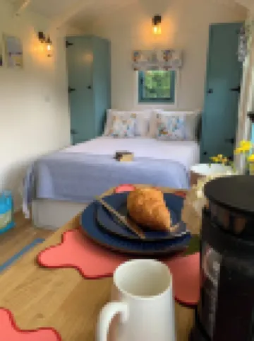 세인트 큐 셰퍼드 허츠