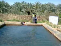 Shanda Lodge Desert Resort Hotels in Qesm Al Wahat Ad Dakhlah