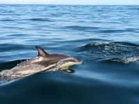 BEAUTIFUL HOLIDAY HOME NEAR PAREDES WITH POOL AND DIRECT BEACH ACCESS Hotels in Pataias