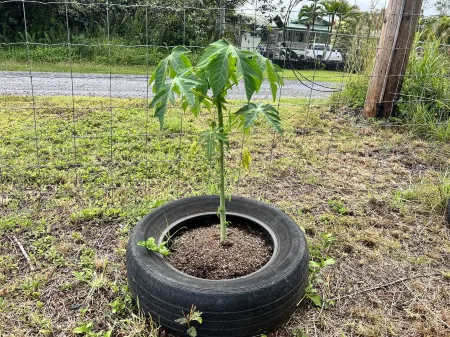 Elegant 3 br 2 b house Отели в г. Хавайиан-Парадайс-Парк