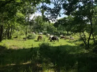 Agriturismo Terra Nostra Hotels in Corleto Monforte