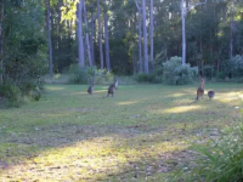 NRMA達林頓海灘度假酒店 阿瑞瓦瑞酒店