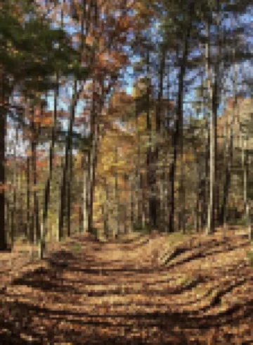 Primitive Tent Site #2