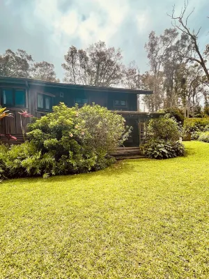 Cozy Cloud Forest Ohana