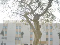 ノボテル カイロ エアポート カイロ空港周辺のホテル