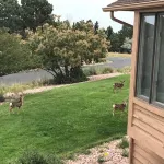 A Spacious Home With Great Views & Wildlife