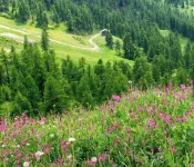 Carlotta whole apartment