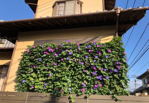 Koto Tea House의 외관