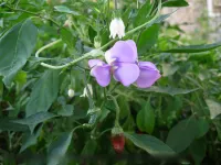 Badong fudajiang farmhouse