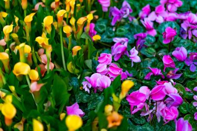 その他 エクスカリバー ラスベガスの写真