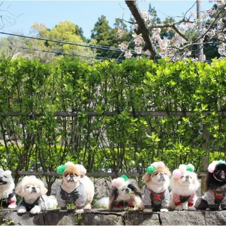 Love Dog Resorts Izu-Kogen