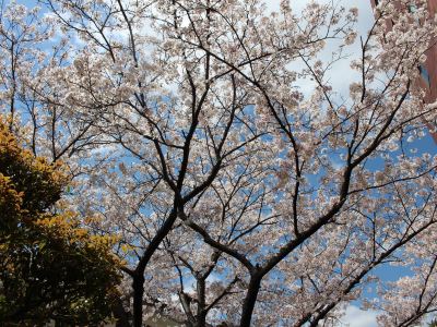 ホテル周辺 ビジネスホテル歴城荘の写真