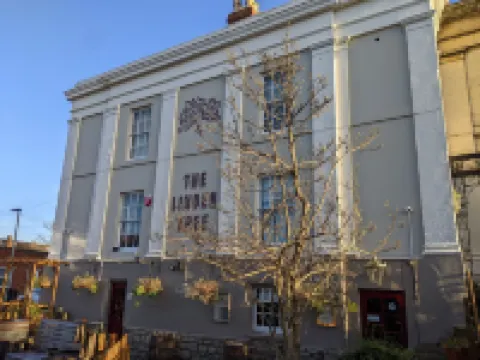 Linden Tree