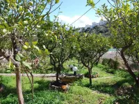 Quiet Place with Efflorescent Garden