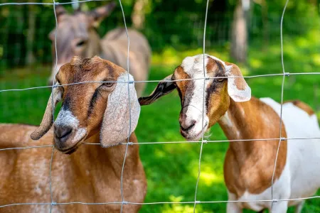 PRIVATE Tiny Cabin+90 acres of hiking+baby goats