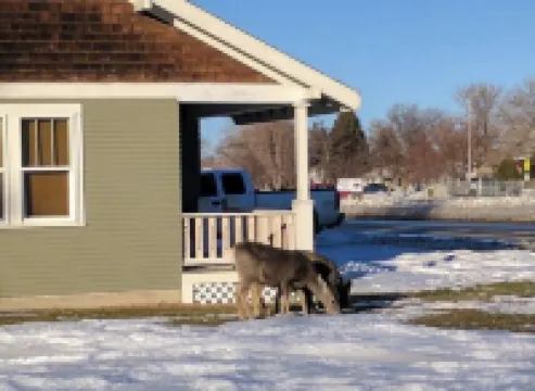 Papa Bear Cottage (Downtown Cody)